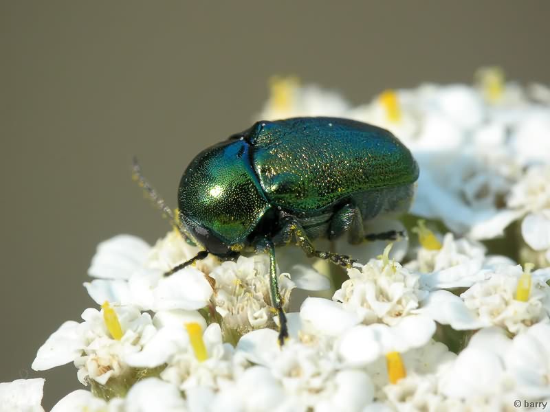 Cryptocephalus (Cryptocephalus) hypochaeridis (Linnaeus, 1758)